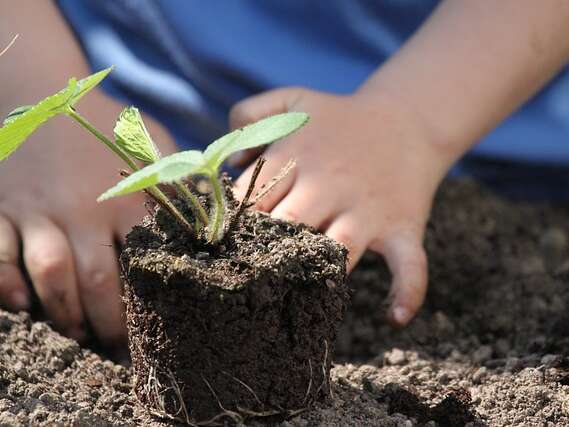Le potager enchanté des animaux - 4 ans à 10 ans