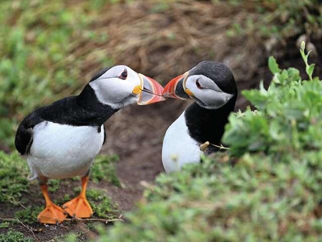 Exposition "Voyages sauvages le long des côtes celtiques" ☘️