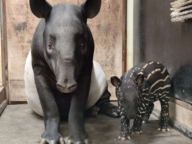 Zooparc de Trégomeur