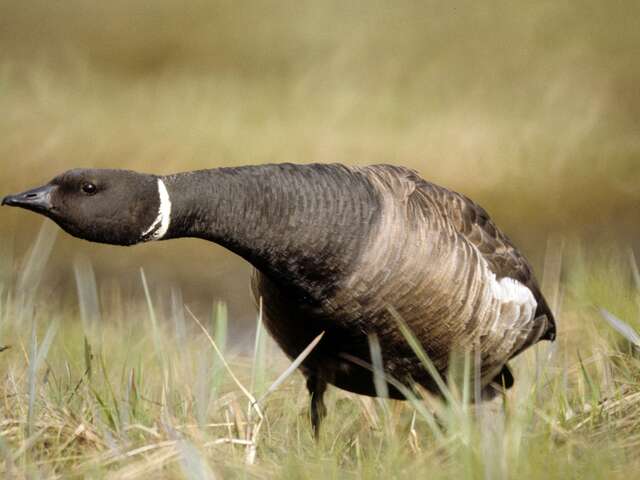 Grand voyageur poids plume : zoom sur la bernache cravant