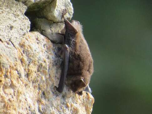 Nuit de la chauve souris