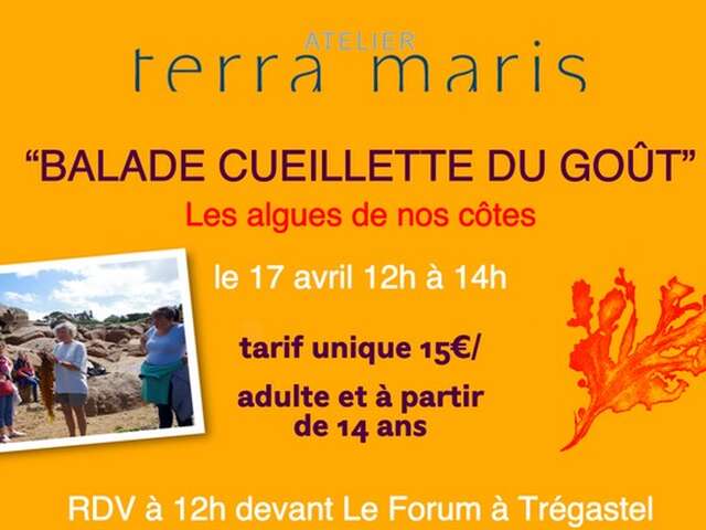 Balade cueillette du goût - Les algues de nos côtes