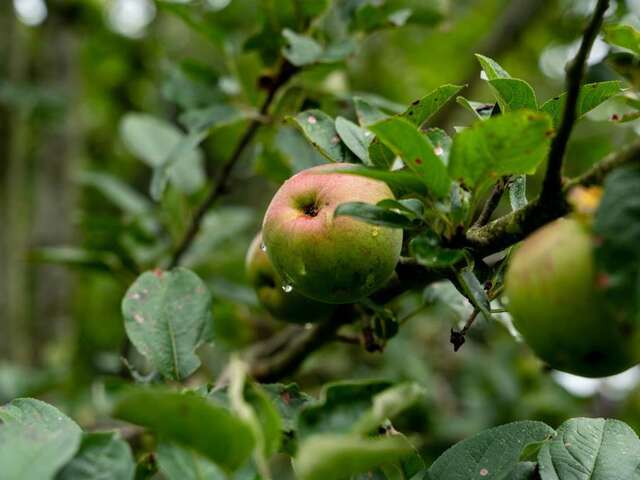 Créer son verger bio et l’entretenir