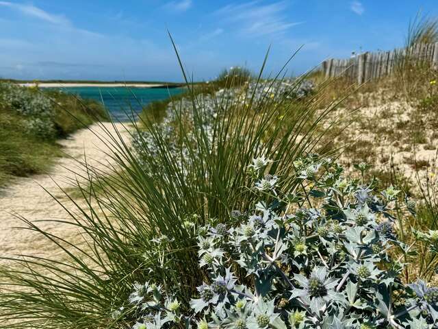 Flore du littoral