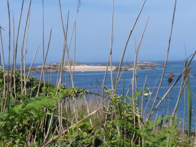 Molène, une île en voie de disparition