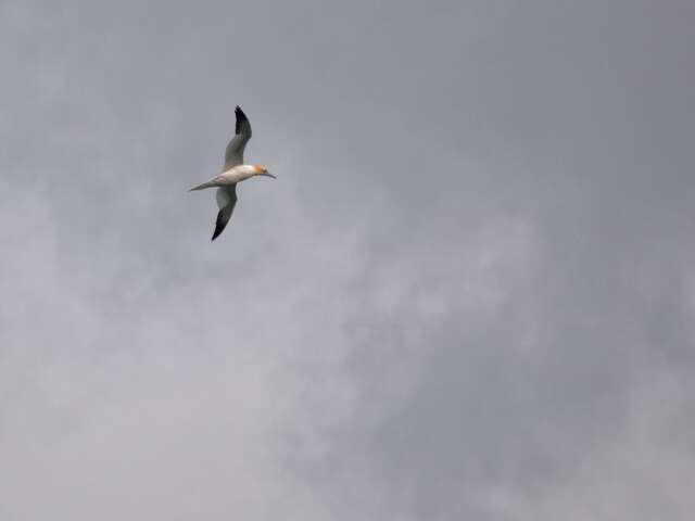 A la Recherche des Chasseurs du Grand Large