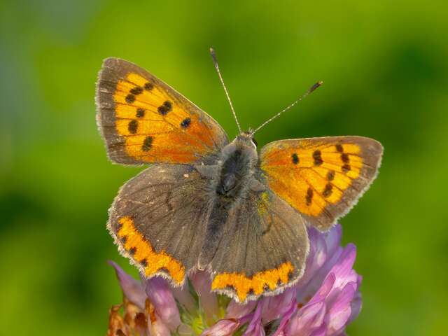Université de la nature - Initiation à la reconnaissance des insectes