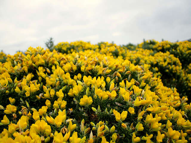 Landes de Milin Ar Lan