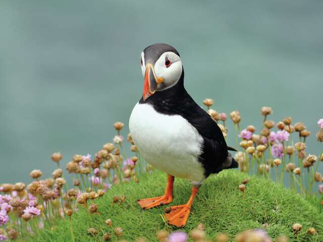Conférence " Les oiseaux marins des Sept-Îles et des nations celtes, entre terre, ciel et mer ☘️