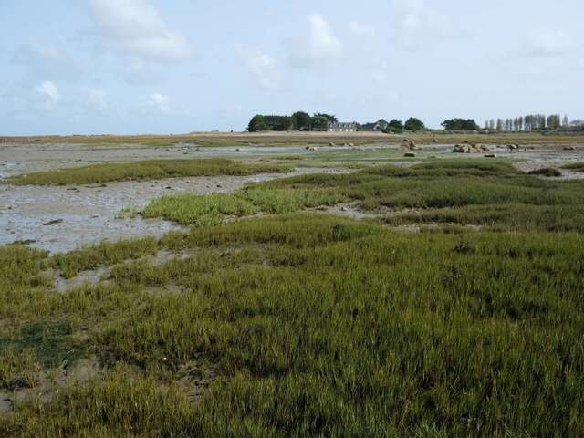 Découverte du milieu à marée basse