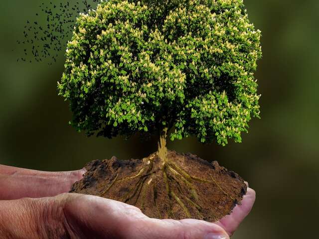 Stage d’initiation à la sylvothérapie  – Châteaux en fête