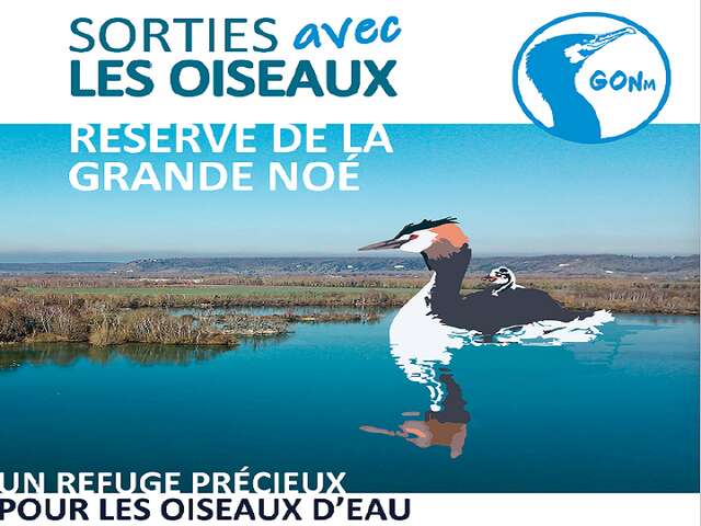 Visite de la réserve ornithologique de la Grande Noé sur les mouettes