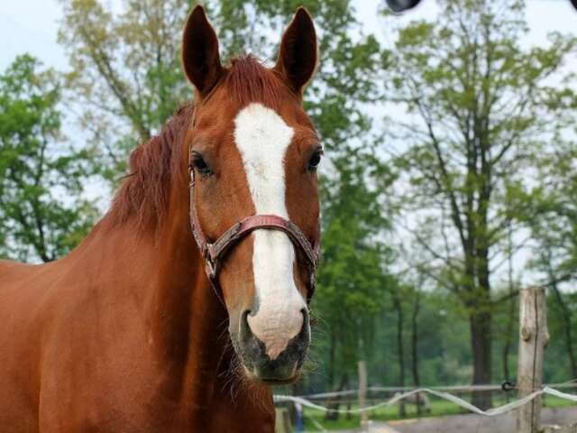 Atelier parrage des équidés