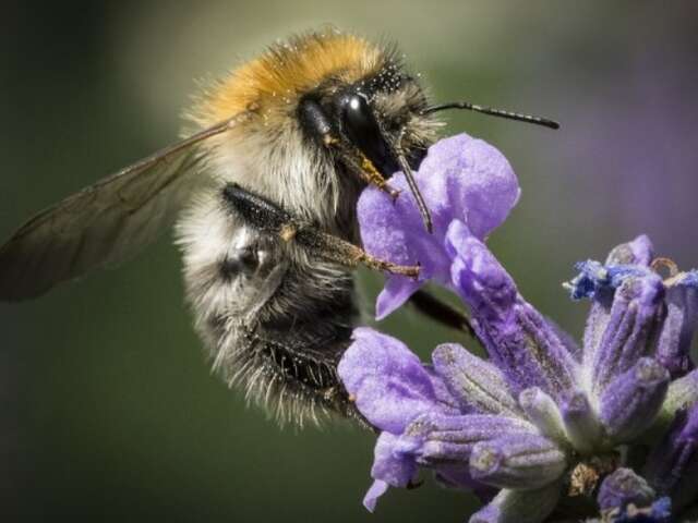 Atelier apicole dès 5 ans
