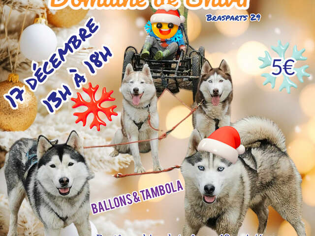 Noël des petits loups des Monts d'Arrée au domaine de Shiva à Brasparts.
