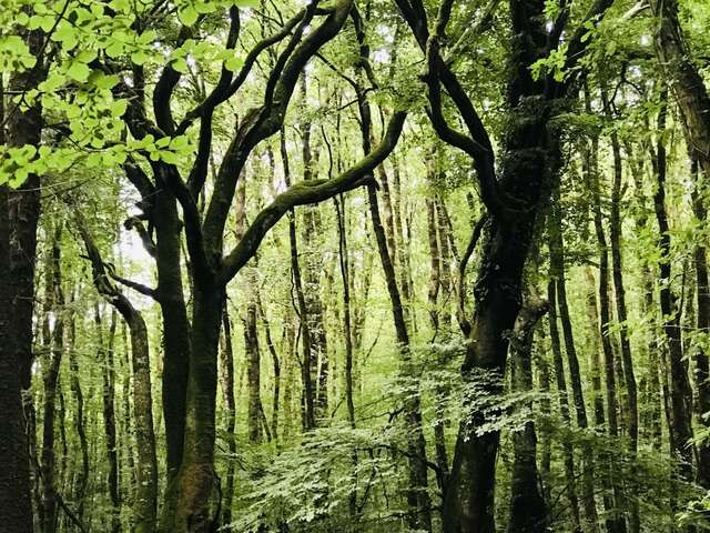 Rando "A Pas de Loup" avec ADDES à Botmeur.