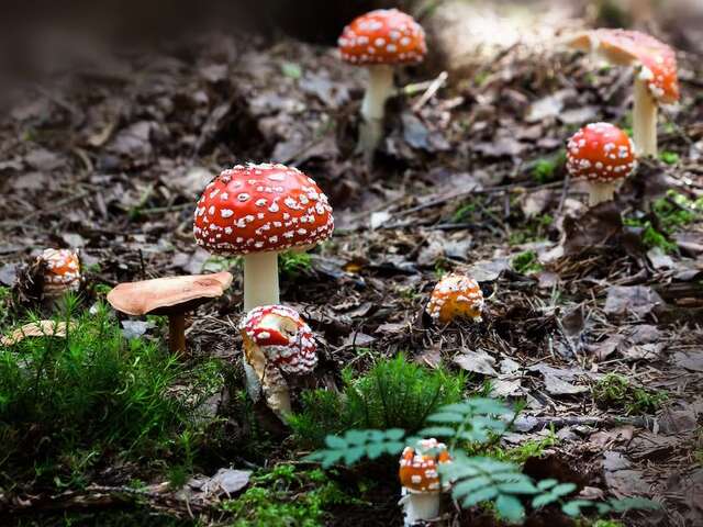Balade-découverte des champignons à la Librairie-Café l'Autre Rive à Berrien.