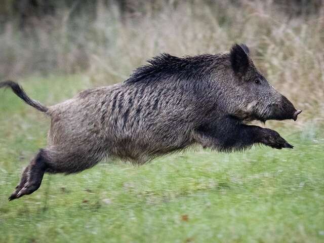 Fête de la chasse