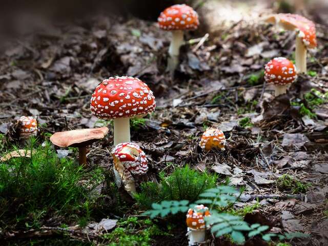 Balade découverte des Champignons à la Librairie-Café l'Autre Rive.