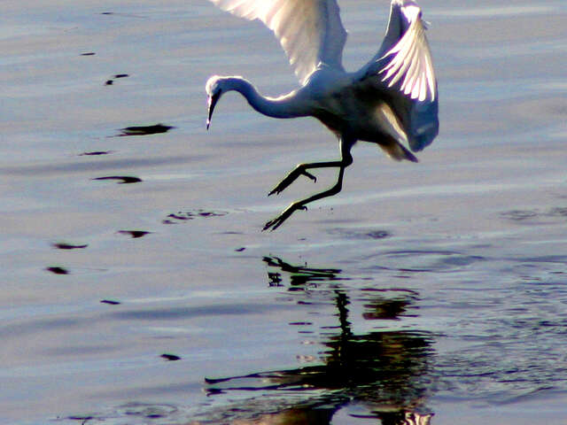 Sortie nature - Découverte des oiseaux du littoral