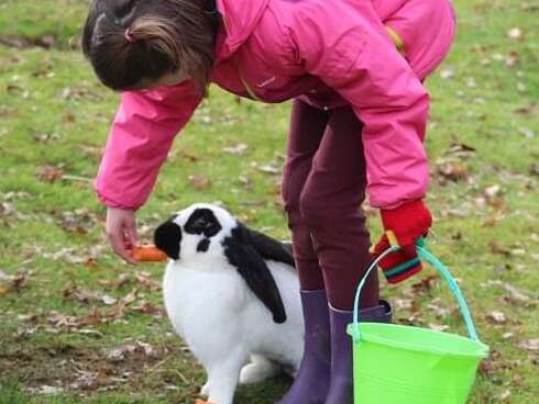 La Combe aux ânes, ferme pédagogique, asinerie