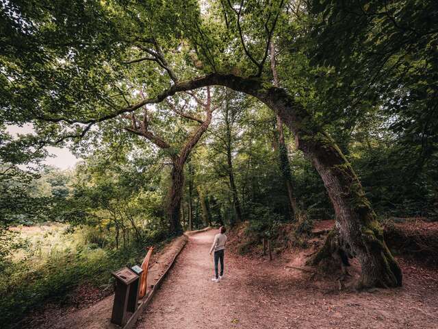 Le bois de Penfoulic
