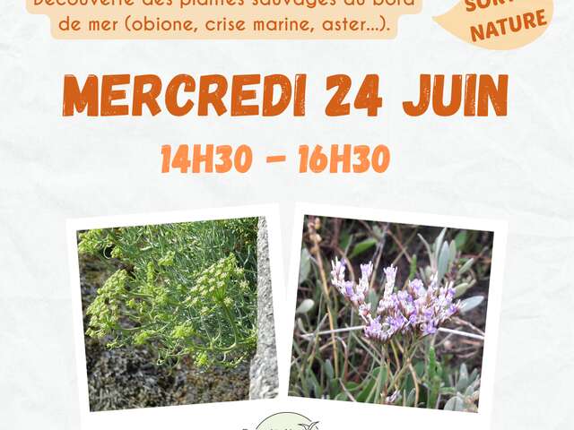Sortie nature - Découverte des plantes du littoral