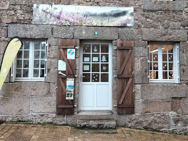Cicindèle fête Noël