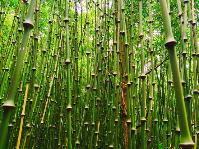 La Vallée des Bambous