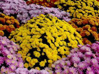 Vente de fleurs pour la Toussaint