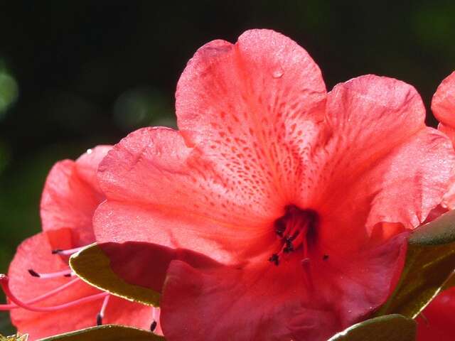 LES RHODODENRONS, UNE COLLECTION NATIONALE