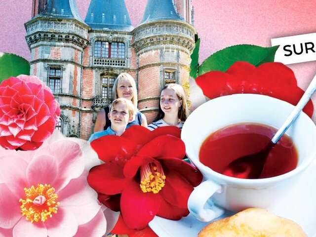 Le thé : du Camélia à la tasse