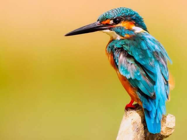 Festival  de la photographie animalière