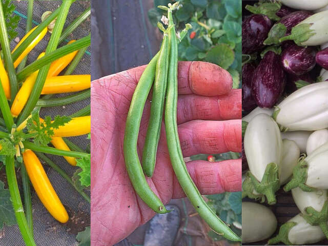 Les légumes de Mousterlin