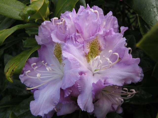 Jardin au bout de la lande : fête des mères aux rhododendrons