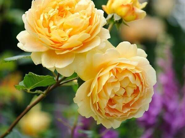 Les Rosiers Anglais : Portes Ouvertes
