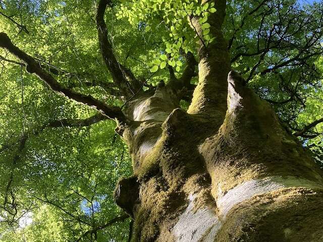 Hêtre en forêt