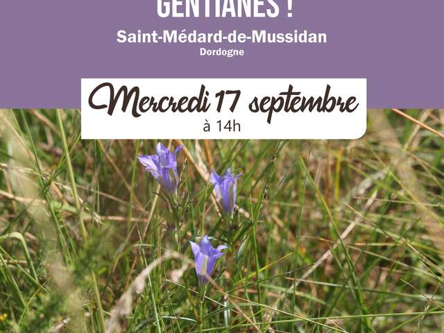 Un, deux, trois... gentianes ! Comptage participatif