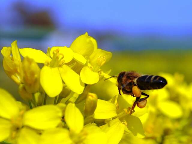 Le Miel de Birountarère