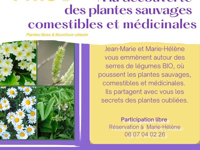 A la découverte des plantes sauvages, comestibles et médicinales