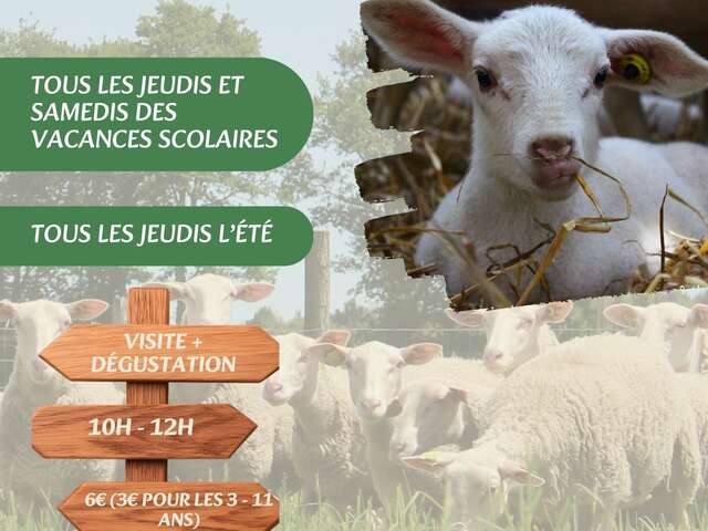 Découverte de la bergerie de Sarah : Visite & Dégustation
