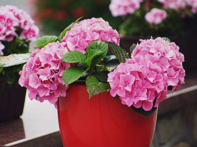 Floralies