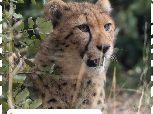 MES VACANCES AU ZOO - AUTOMNE