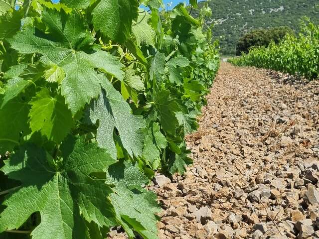 CLOS DES REBOUSSIERS