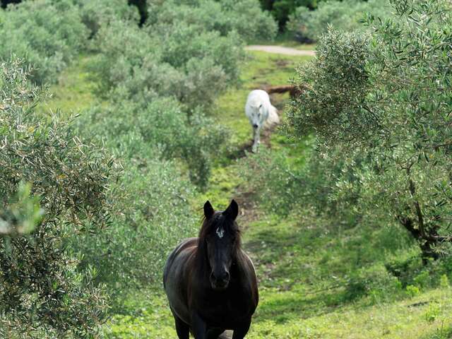 DOMAINE DE L'OULIVIE