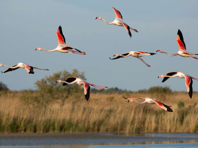 BALADES AU CRÉPUSCULE AU PARC ORNITHOLOGIQUE DE PONT GAU