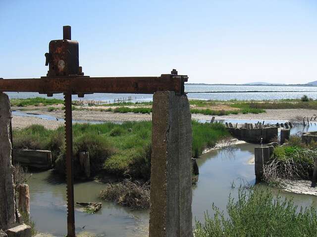 ENSEMBLE, LUTTONS CONTRE LES ESPÈCES EXOTIQUES ENVAHISSANTES