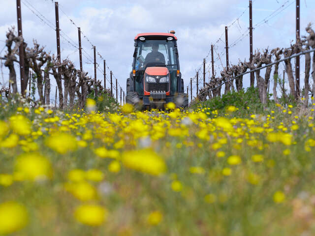 DOMAINE DE CAUSSE VINEYARD