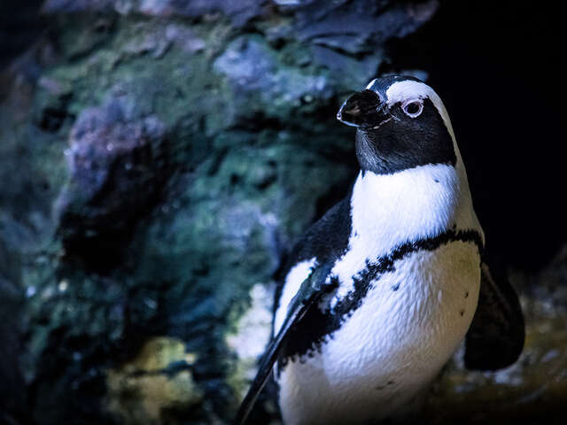 PLANET OCEAN MONTPELLIER  AQUARIUM