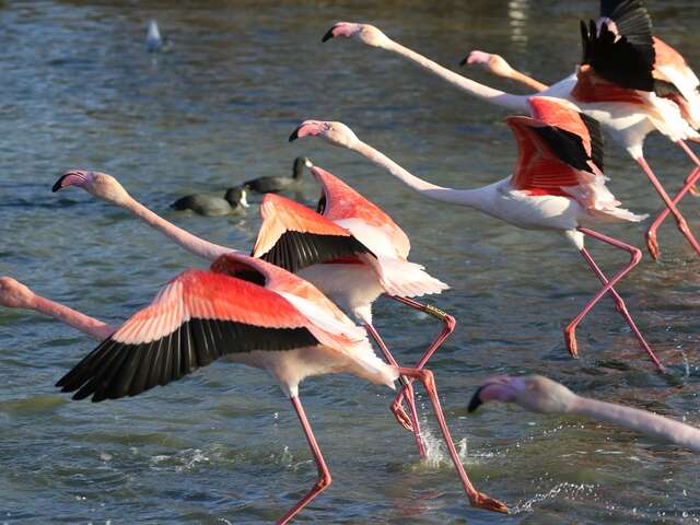 LES VACANCES DE LA TOUSSAINT AU PARC ORNITHOLOGIQUE DE PONT DE GAU